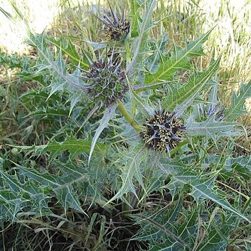 Gundelia unspecified picture