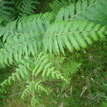 Dennstaedtiaceae unspecified picture