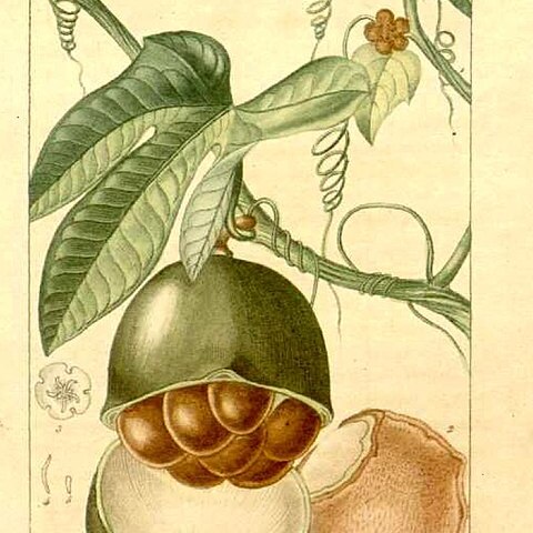 Fevillea unspecified picture