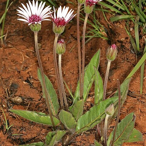 Gerbera viridifolia unspecified picture