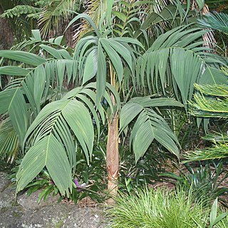 Geonoma unspecified picture