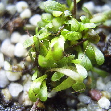 Genlisea repens unspecified picture