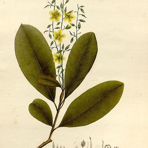 Blastemanthus gemmiflorus unspecified picture