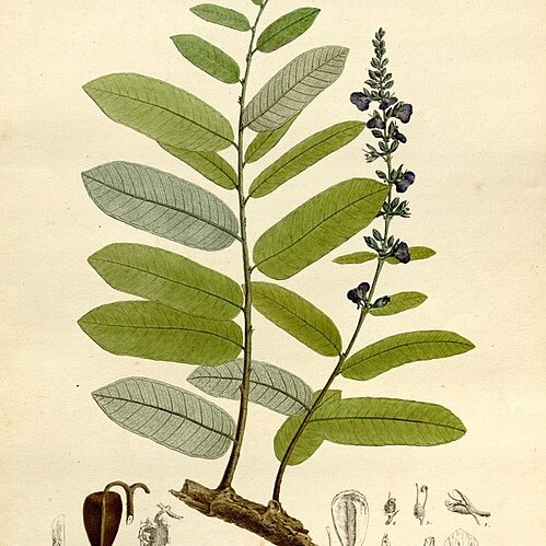 Qualea parviflora unspecified picture