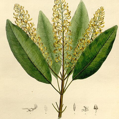 Vochysia haenkeana unspecified picture