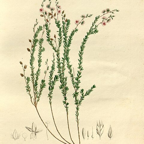 Sauvagesia sprengelii unspecified picture