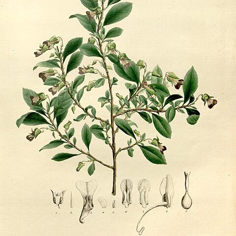 Schweiggeria unspecified picture