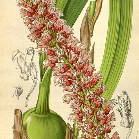 Coelia macrostachya unspecified picture