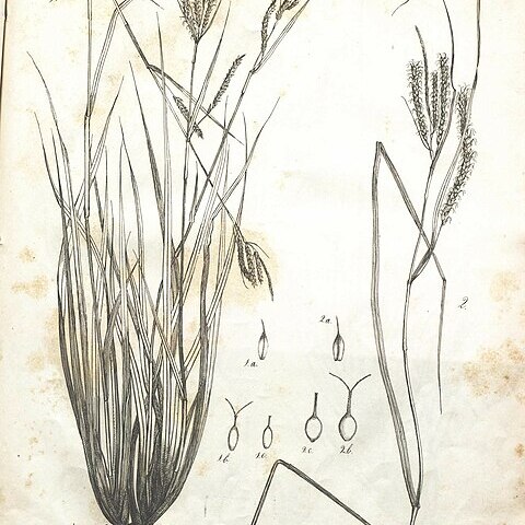 Carex vulcani unspecified picture