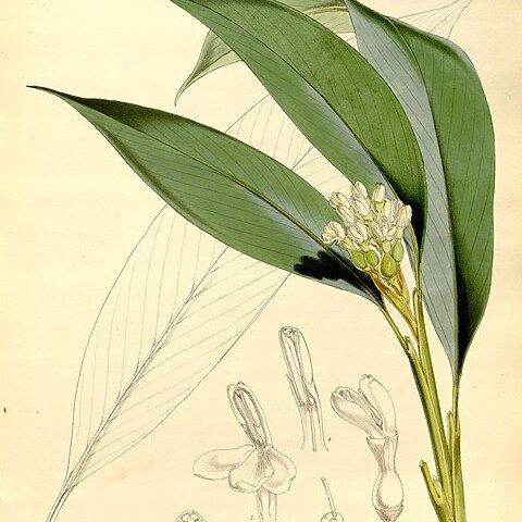 Alpinia vitiensis unspecified picture