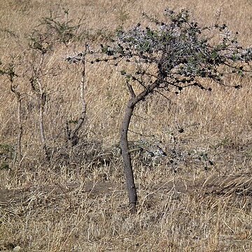 Vachellia drepanolobium unspecified picture