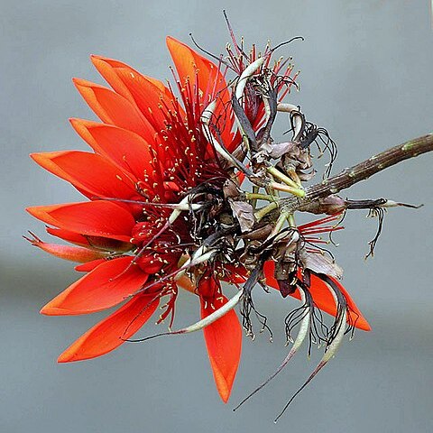 Erythrina unspecified picture