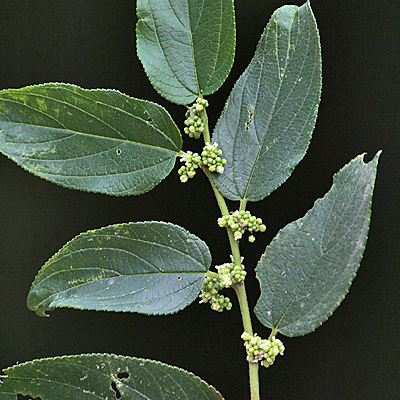 Trema unspecified picture