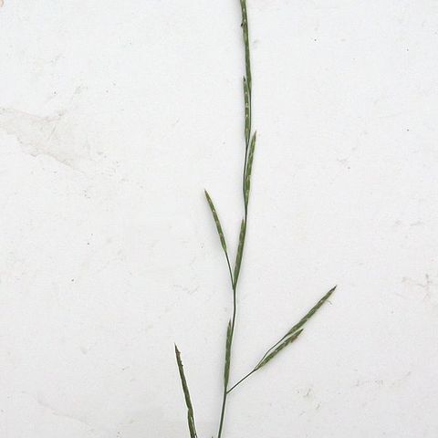 Glyceria unspecified picture