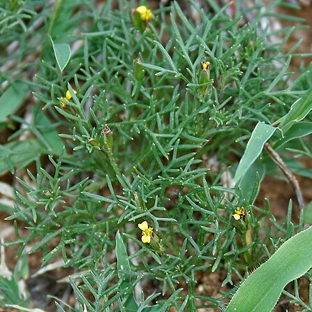 Glossocardia unspecified picture