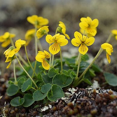 Viola kusnezowiana unspecified picture