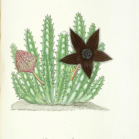 Tridentea gemmiflora unspecified picture