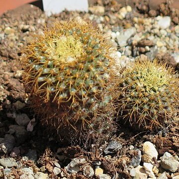 Frailea curvispina unspecified picture