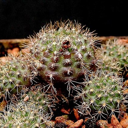 Frailea unspecified picture