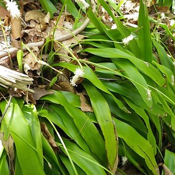Cymophyllus unspecified picture