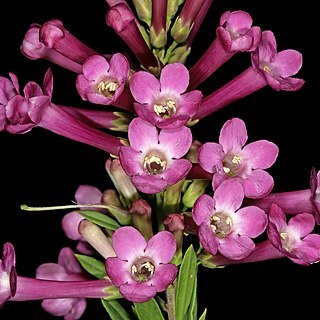 Freylinia visseri unspecified picture