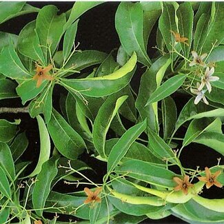Cordia goeldiana unspecified picture