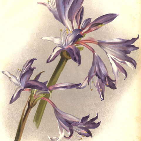 Griffinia unspecified picture