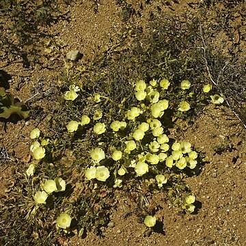 Neuradaceae unspecified picture