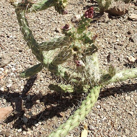 Grusonia marenae unspecified picture