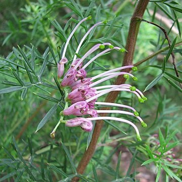 Grevillea rivularis unspecified picture
