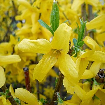 Forsythia unspecified picture