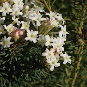 Gnidia unspecified picture