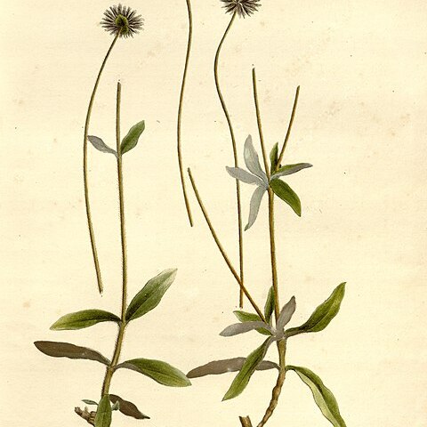 Gomphrena nigricans unspecified picture