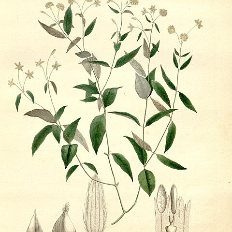 Gomphrena vaga unspecified picture