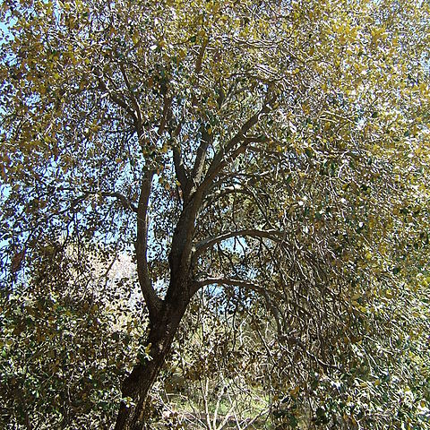 Quercus alnifolia unspecified picture