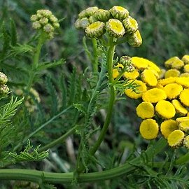 Tanacetum unspecified picture