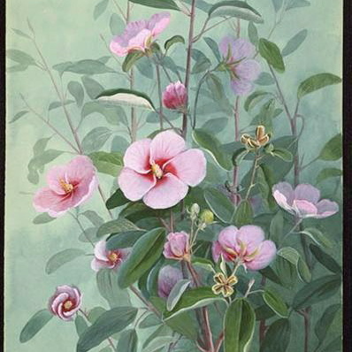 Gossypium australe unspecified picture