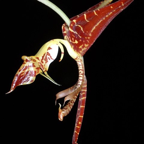 Gongora catilligera unspecified picture
