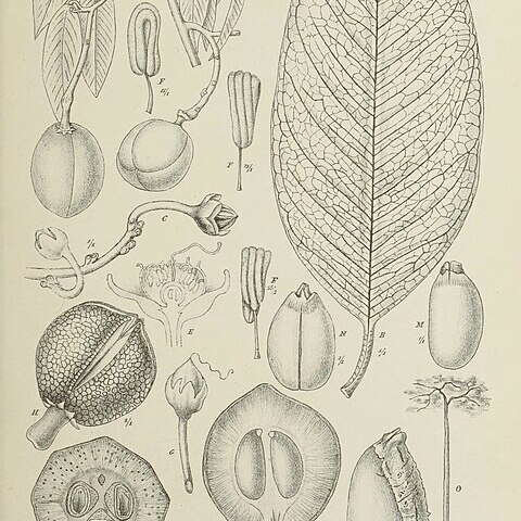 Gonystylus bancanus unspecified picture