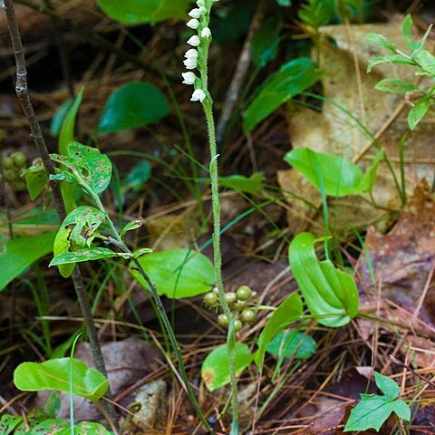 Goodyera tesselata unspecified picture
