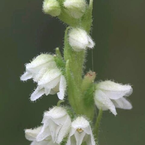 Goodyera unspecified picture