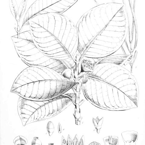 Pyrostria unspecified picture