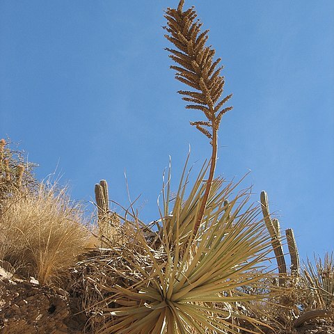 Puya fiebrigii unspecified picture