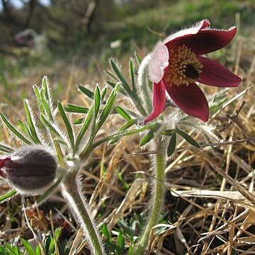 Pulsatilla cernua unspecified picture