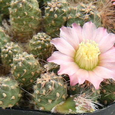 Maihueniopsis unspecified picture