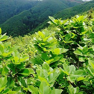 Quercus pontica unspecified picture
