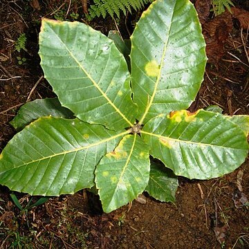 Quercus pontica unspecified picture