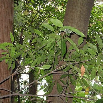 Quercus acuta unspecified picture