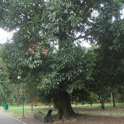 Quercus humboldtii unspecified picture