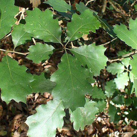 Quercus x morehus unspecified picture